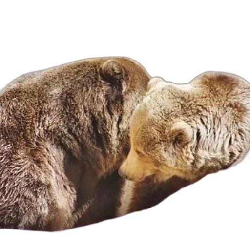 animal, creature, face, mask, photorealistic, two, brown, bears transparent PNG cut-out