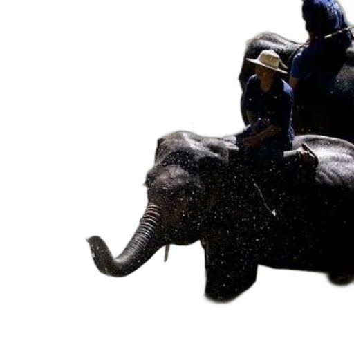 animal, concept art, photorealistic, 3d render, two, elephants, water, riders transparent PNG cut-out