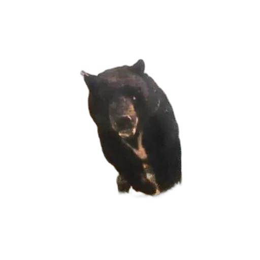 animal, creature, face, mask, 3d render, photorealistic, concept art, pixel art transparent PNG cut-out
