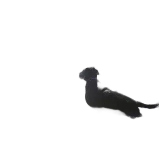 animal, staff, creature, dragon, 3d render, photorealistic, fog, dog transparent PNG cut-out