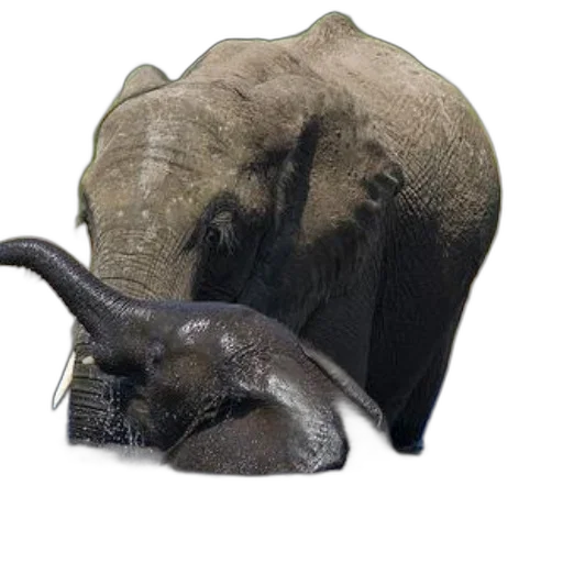 hat, animal, mask, creature, 3d render, photorealistic, concept art, oil painting transparent PNG cut-out