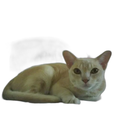 animal, creature, staff, face, photorealistic, 3d render, oil painting, pencil sketch transparent PNG cut-out