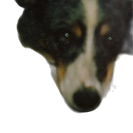 animal, face, creature, staff transparent PNG cut-out