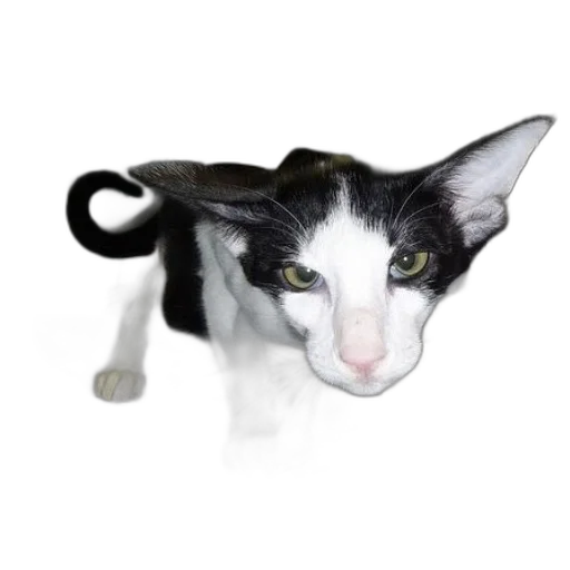animal, staff, creature, dragon, photorealistic, 3d render, black, white transparent PNG cut-out