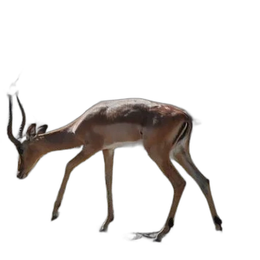 animal, creature, crown, staff, concept art, 3d render, photorealistic, fantasy art transparent PNG cut-out