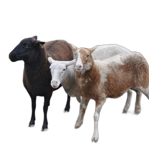 animal, food, jewelry, photorealistic transparent PNG cut-out