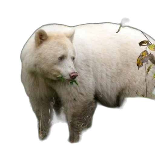 animal, creature, food, staff transparent PNG cut-out