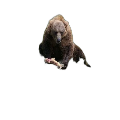 animal, creature, staff, food, photorealistic, 3d render, concept art, pixel art transparent PNG cut-out