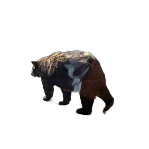 animal, creature, hair, staff, concept art, pixel art, 3d render, bear transparent PNG cut-out