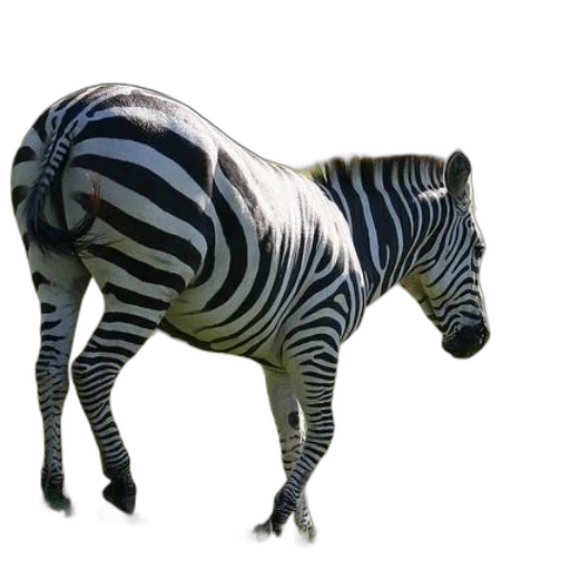 animal, creature, jacket, staff transparent PNG cut-out