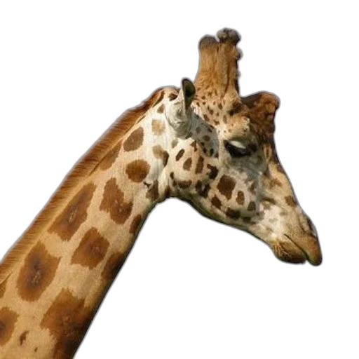animal, creature, hat, staff, 3d render, photorealistic, concept art, watercolor transparent PNG cut-out