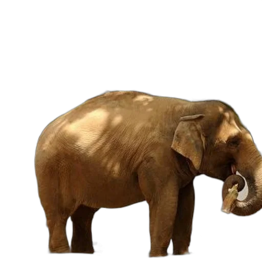 animal, creature, staff, face, concept art, photorealistic, 3d render, elephant transparent PNG cut-out