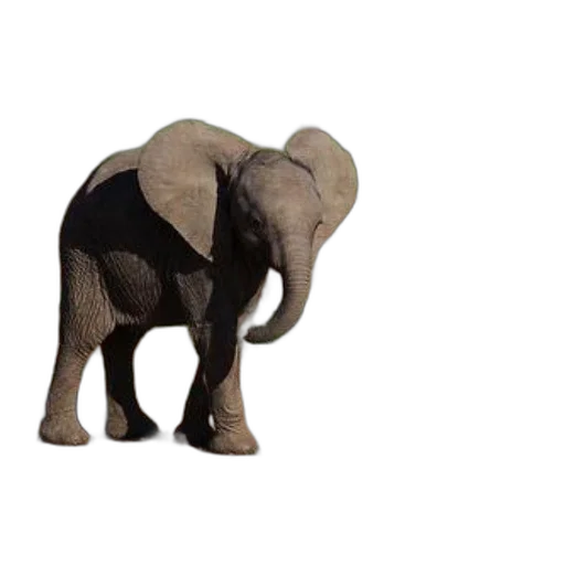 animal, creature, hat, umbrella, 3d render, concept art, photorealistic, pixel art transparent PNG cut-out