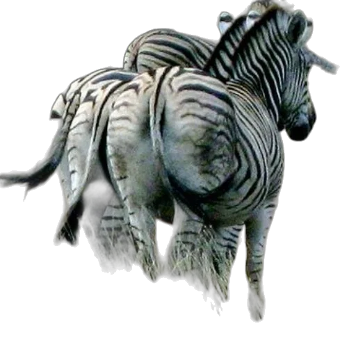 animal, creature, dragon, staff, concept art, photorealistic, 3d render, fantasy art transparent PNG cut-out