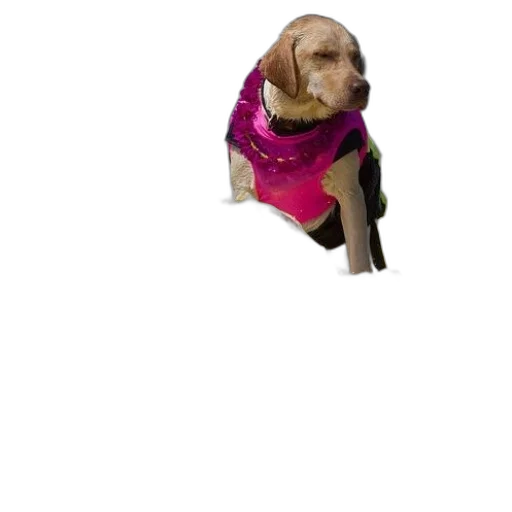 jacket, animal, dress, creature, 3d render, vaporwave, photorealistic, pixel art transparent PNG cut-out