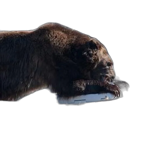 animal, creature, food, weapon, concept art, photorealistic, 3d render, grizzly transparent PNG cut-out