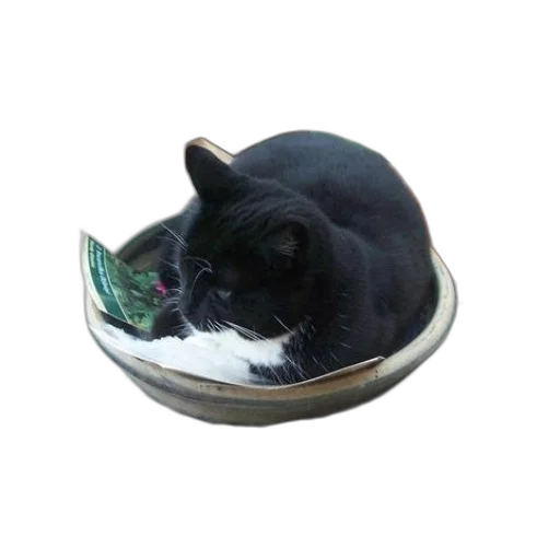 food, hat, animal, jewelry transparent PNG cut-out