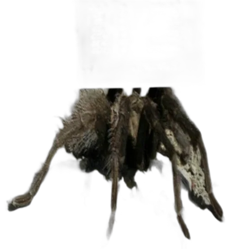 furniture, creature, mask, animal, concept art, 3d render, photorealistic, watercolor transparent PNG cut-out