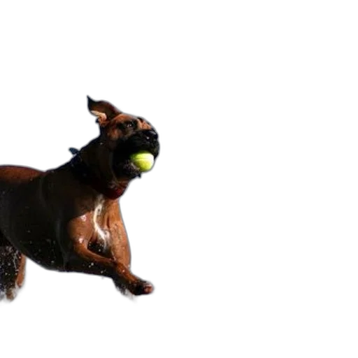 animal, staff, creature, photorealistic, 3d render, brown, dog, yellow transparent PNG cut-out