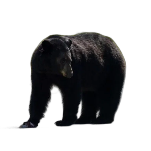 animal, creature, staff, face, 3d render, photorealistic, concept art, pixel art transparent PNG cut-out