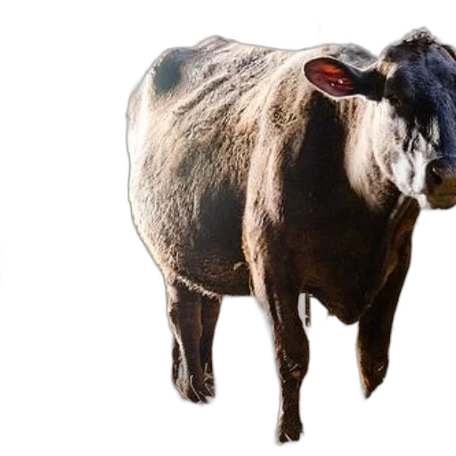 animal, creature, face, food, photorealistic, concept art, 3d render, two transparent PNG cut-out