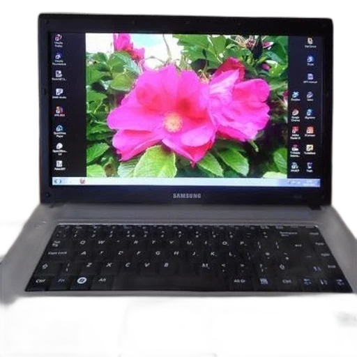 flower, samsung, laptop, vibrant, pink, wallpaper, desktop transparent PNG cut-out