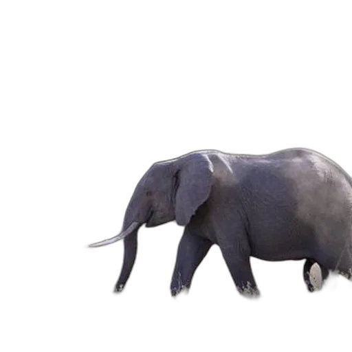 animal, creature, weapon, staff transparent PNG cut-out