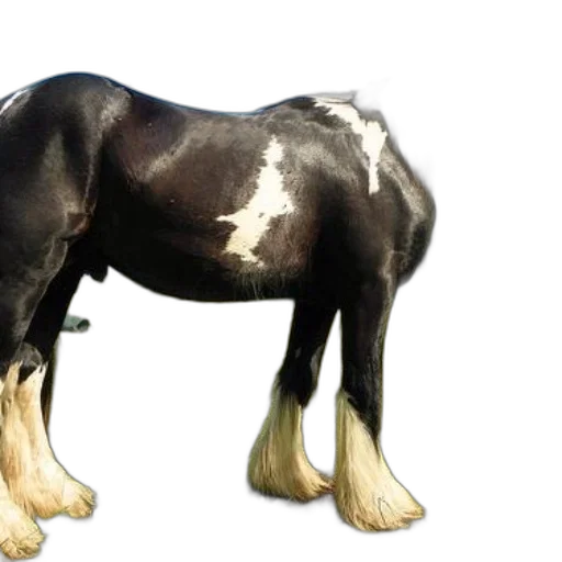 animal, creature, hair, staff, photorealistic, 3d render, concept art, watercolor transparent PNG cut-out