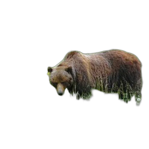 animal, creature, hair, food, photorealistic, 3d render, concept art, pixel art transparent PNG cut-out
