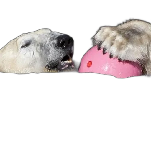 hat, shoes, mask, animal, polar, bear, playfully, interacts transparent PNG cut-out