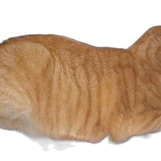 animal, creature, staff, food, photorealistic, 3d render, ginger, cat transparent PNG cut-out