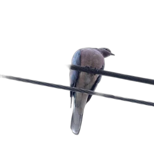 animal, staff, sword, weapon, 3d render, photorealistic, blue, bird transparent PNG cut-out