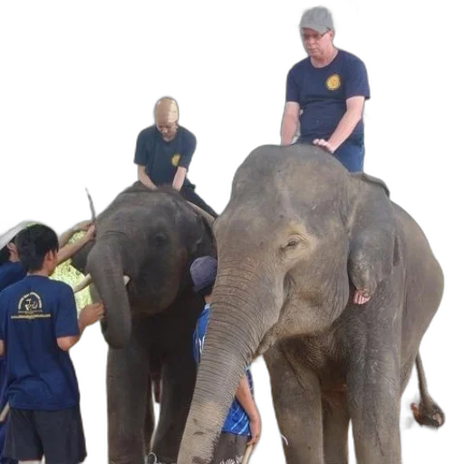 staff, two, elephants, being, tended, their, handlers, under transparent PNG cut-out