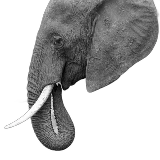 animal, staff, hat, creature, photorealistic, concept art, pencil sketch, 3d render transparent PNG cut-out