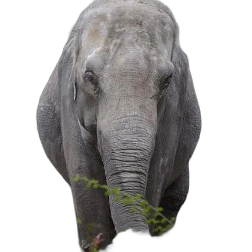 animal, creature, face, staff, photorealistic, 3d render, concept art, majestic transparent PNG cut-out