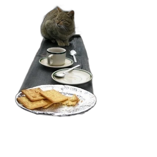 food, animal, creature, shoes, photorealistic, 3d render, outer space, cat transparent PNG cut-out