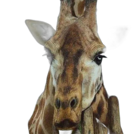 animal, mask, face, staff, photorealistic, 3d render, watercolor, concept art transparent PNG cut-out