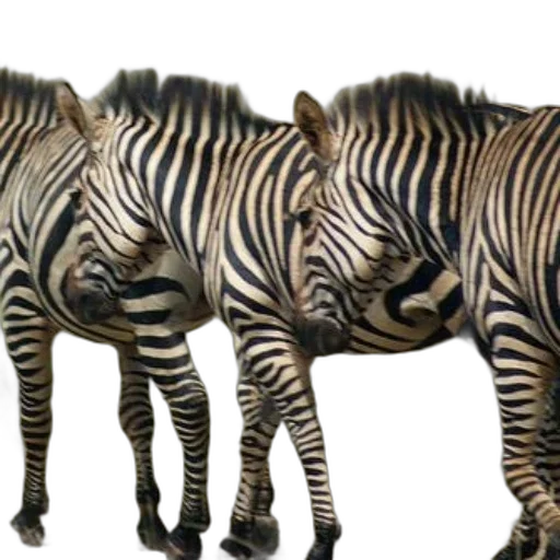 animal, creature, photorealistic, 3d render, concept art, three, zebras, walking transparent PNG cut-out