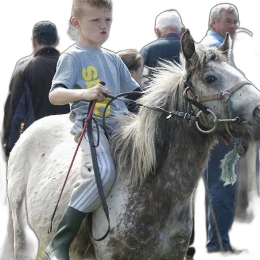 animal, creature, young, boy, rides, small, horse, field transparent PNG cut-out