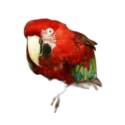 animal, creature, staff, jewelry, photorealistic, 3d render, watercolor, oil painting transparent PNG cut-out