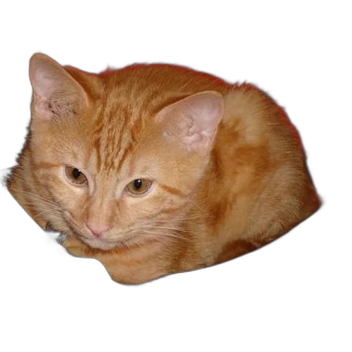 animal, staff, creature, face, photorealistic, 3d render, pixel art, ginger transparent PNG cut-out