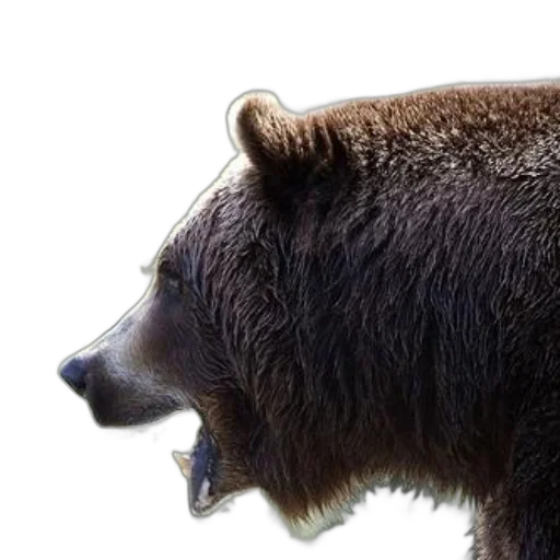 animal, creature, face, staff, photorealistic, concept art, 3d render, close-up transparent PNG cut-out