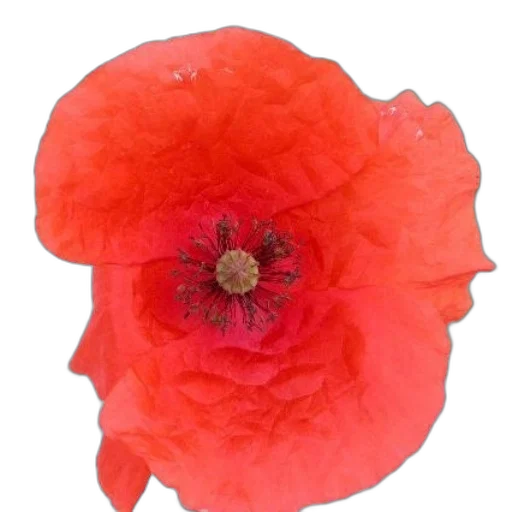 flower, hat, crown, face, photorealistic, watercolor, red, vibrant transparent PNG cut-out