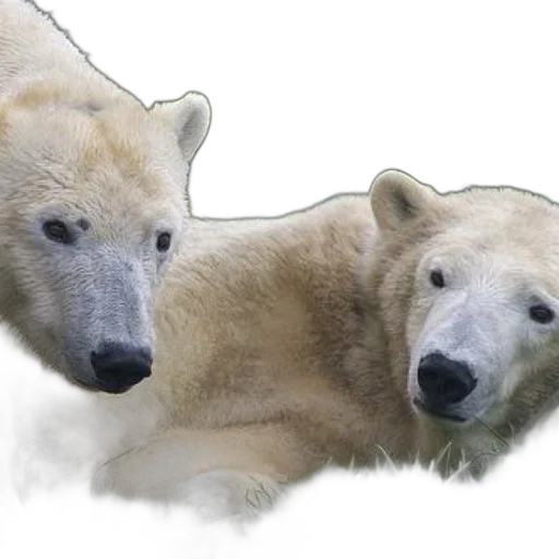 animal, photorealistic, concept art, 3d render, watercolor, earth tones, two, polar transparent PNG cut-out