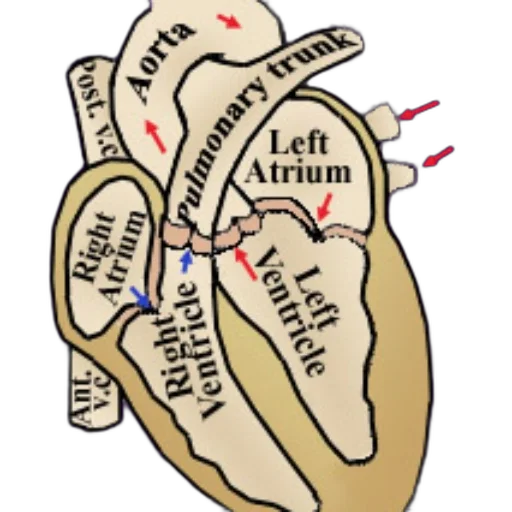 jewelry, anatomical, diagram, human, heart, showing, atria, ventricles transparent PNG cut-out