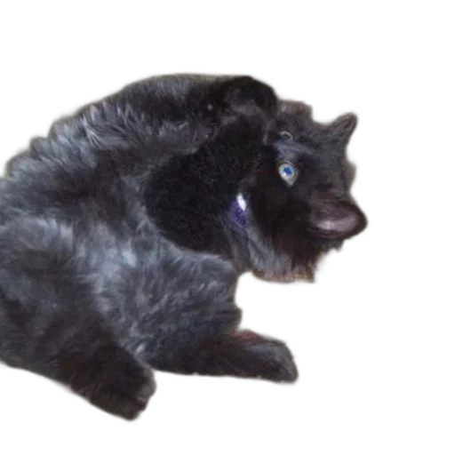creature, animal, hair, staff, 3d render, photorealistic, dark, fluffy transparent PNG cut-out
