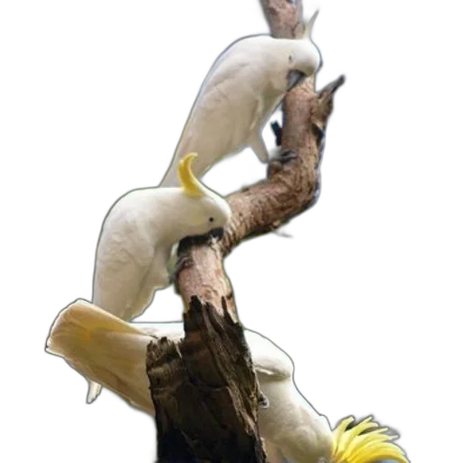 staff, animal, creature, hair, concept art, 3d render, photorealistic, watercolor transparent PNG cut-out