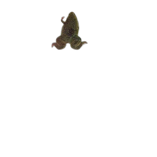animal, creature, dragon, hat, 3d render, photorealistic, concept art, pixel art transparent PNG cut-out
