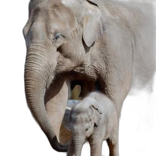 animal, creature, photorealistic, concept art, oil painting, mother, elephant, her transparent PNG cut-out