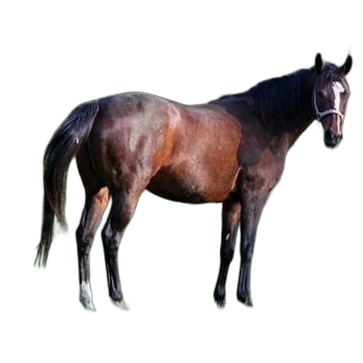 animal, creature, staff, crown, photorealistic, 3d render, oil painting, concept art transparent PNG cut-out